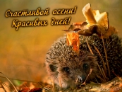 Ежик в листве